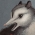 Banderpaw